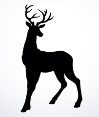 Beautiful noble deer. Vector drawing