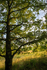 Oak tree lit by the sun