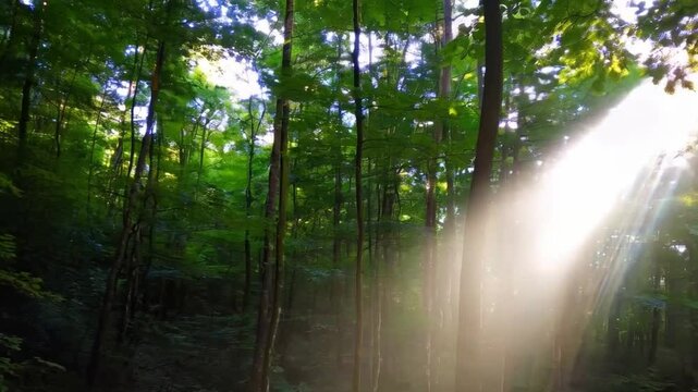 Rayons de soleil &agrave; travers la canop&eacute;e foresti&egrave;re