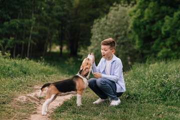 Boy giving a treat to a beagle dog on a summer walk in the park. Caring, pet products, bonding,...