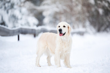 beautiful golden retriever dog standing outdoors in winter forest