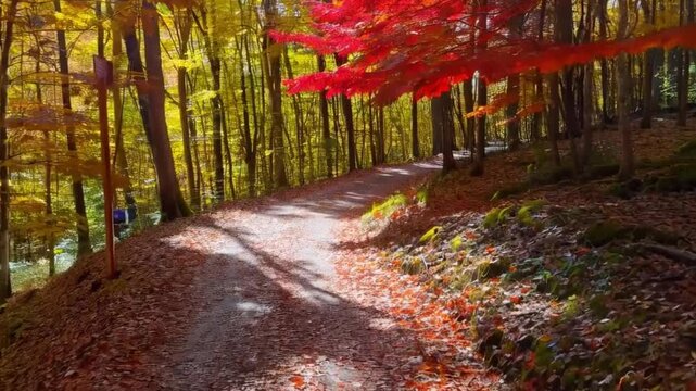 Sentier forestier en automne