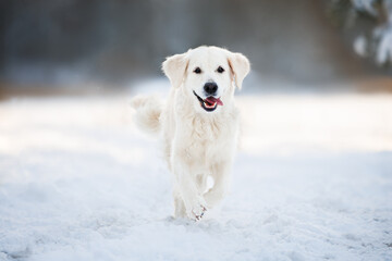 happy golden retriever dog runs on snow in winter