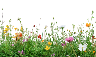 PNG Colorful wildflowers in green meadow