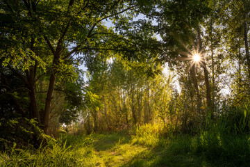 Sunny, green path