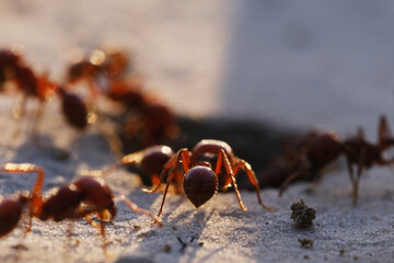 Small fire ants at hole with close-up detail in macro view during Texas summer sunset.