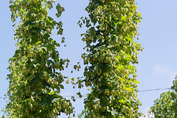 green fresh hop cones plantation at harvest time for making beer