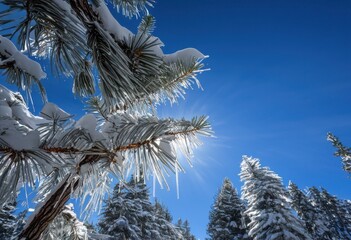 snow dusted pine branches under clear blue sky creating stunning winter wonderland visuals, trees, evergreen, landscape, white, nature, frost, clouds, beauty