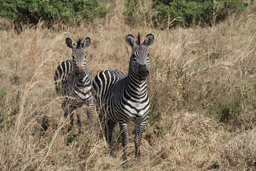 Obraz premium zebra in the savannah