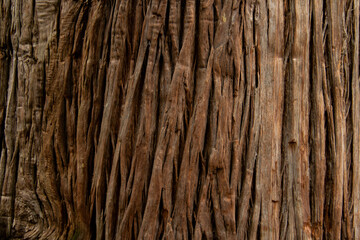 Closeup of Textured Tree Bark Surface for Nature and Rustic Design