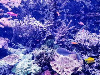 coral reef in aquarium