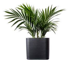 PNG  Elegant indoor potted palm plant