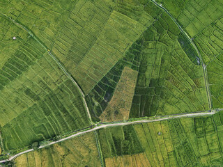 Breathtaking Aerial View of Lush Paddy Fields, Sri Lanka – Capturing the Beauty of Agricultural Landscapes