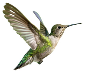 Naklejka premium PNG Hummingbird hummingbird hovering animal.