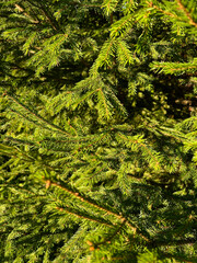green branches of a pine tree close-up, short needles of a coniferous tree close-up on a green background, texture of needles of a Christmas tree close-up