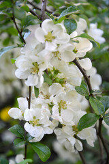 Japanese flowering quince, variety "Nivalis" (Chaenomeles japonica speciosa Nivalis)