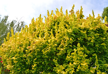 Dutch elm, variety Vrei (Ulmus hollandica Wredei). Crown fragment