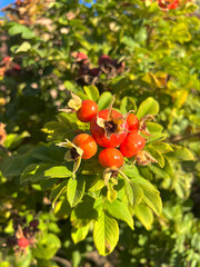 Rosa rubiginosa red hips. Sweetbriar Rose closeup