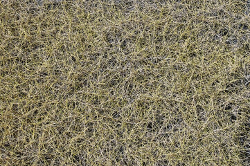 Abstract texture background dry grass