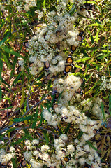 Flowers and leaves of Eucalyptus prominens (Cape Range mallee), restricted to Cape Range peninsula, Western Australia, with butterflies Danaus Petilia (lesser wanderer)
