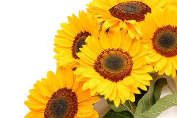 Beautiful sunflowers on white background