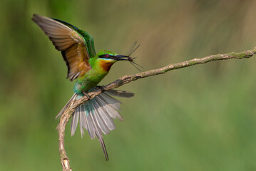Blue-tailed Bee-eater  (Merops philippinus)