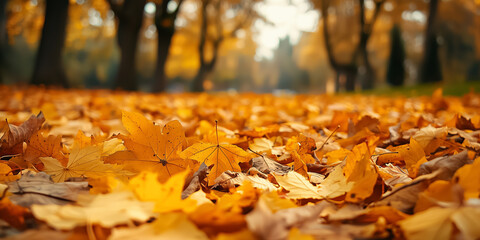 Autumn leaves on the ground in the park. Beautiful nature background