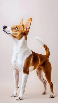 A Portuguese Podengo dog standing proudly with its tail up, surrounded by a light solid color backdrop that emphasizes its athletic build