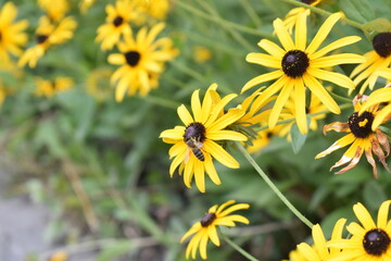 yellow flowers in the garden