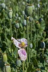 Colorful poppy flowers. Red and purple flowers. Green poppies.