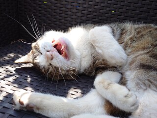 sleeping cat