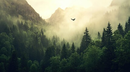 A Single Bird Soaring Above a Misty Mountain Forest