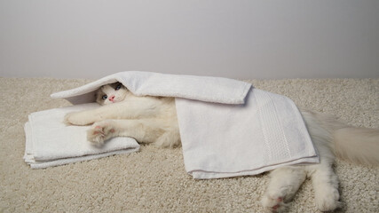 White cat in a grooming salon. Ragdoll cat under white towel.