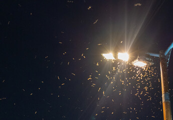 Midges Fly into Light, Clouds of Insects Swirl Around Lantern at Night, Summer Insects, Trap Concept