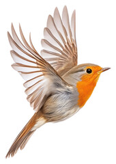 Obraz premium PNG A flying robin bird photography birdwatching colorful.