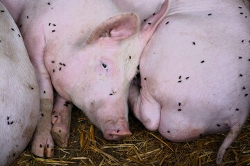 piglets are resting in the barn, flies are biting them © Szlanyinka