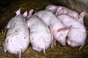 piglets are resting in the barn, flies are biting them © Szlanyinka