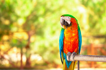 A close-up of a macaw. The multi-colored parrot sits on a perch. The background is blurred, which emphasizes the bird's bright colors.