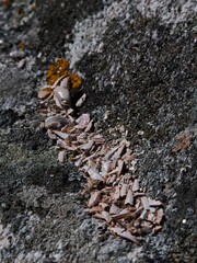 nature morte