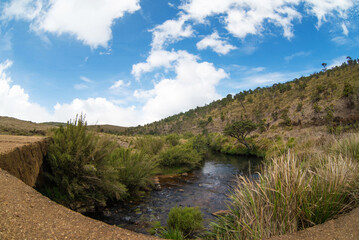 A small river in a cloud forest