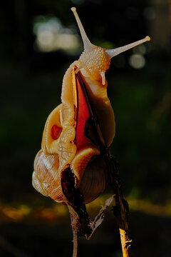 Closeup of a snail under sun rays