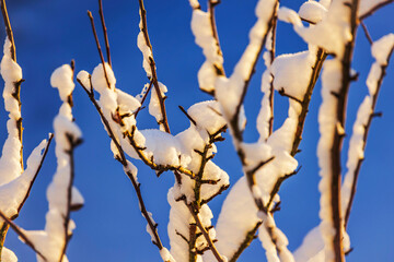 Snow-covered branches against clear blue sky in winter sunlight.