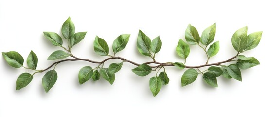 Fototapeta premium Green Branch with Leaves