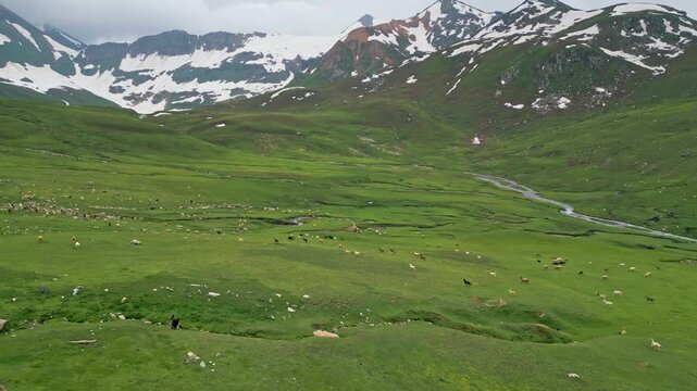 Aerial view of flocks of sheep grazing in the mountains of Mulla Ki Basti, Dudipatsar National Park, Kaghan Valley, Pakistan
