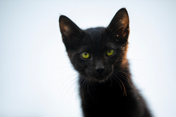 A mysterious black cat with captivating yellow eyes that draws viewers in with its charm