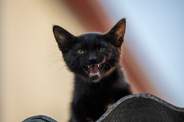An Angry Black Cat with a Fierce Expression, showcasing a striking and stunning demeanor