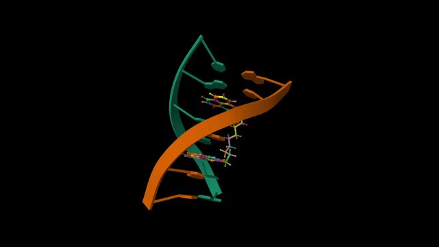 A complex between D(ATGCAT)2 and the antitumor bisnaphthalimide. Aimated 3D cartoon and ball-and-stick model, PDB 1cx3, black background