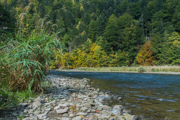 Dunajec mountain river, stones riverbank and trees surrounding the river at autumn time

