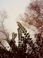 silhouette of a tree in winter