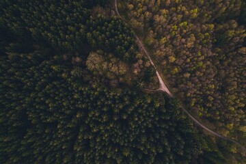 Top down view of a forest drone image